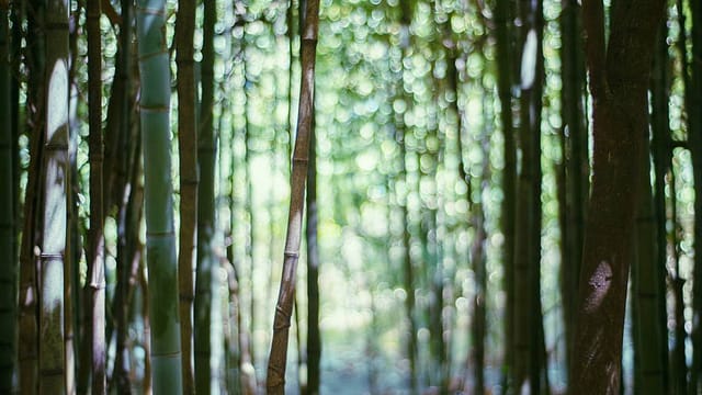 Sleep Visualization - The Bamboo Grove-centr